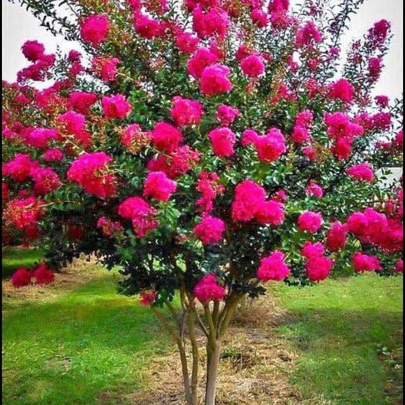 Meet your Posher, Herminia - Picture 1 of 1